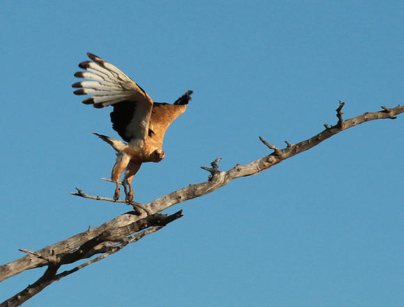 Palmnut vulture - Selous