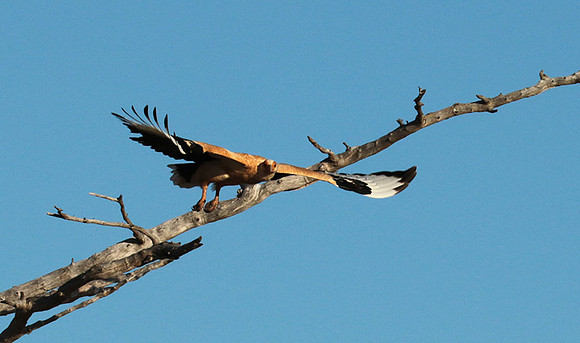 Palmnut vulture - Selous