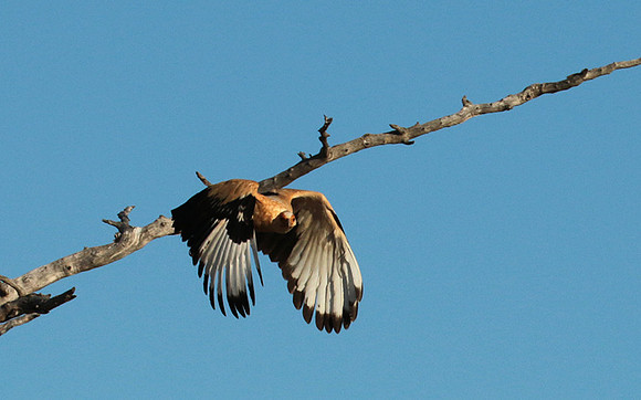 Palmnut vulture - Selous