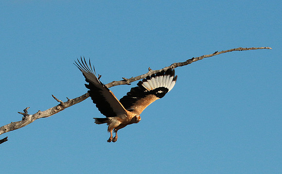 Palmnut vulture - Selous