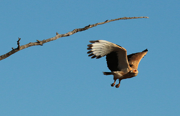 Palmnut vulture - Selous