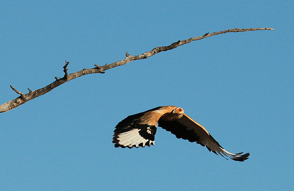 Palmnut vulture - Selous