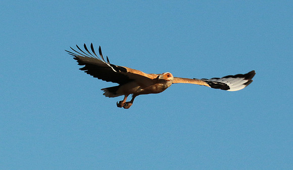 Palmnut vulture - Selous