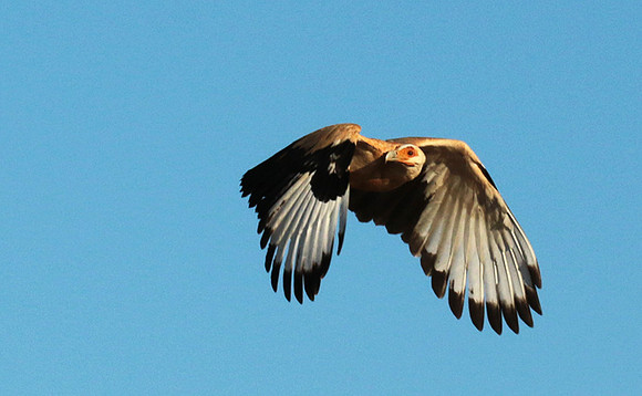 Palmnut vulture - Selous