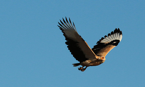 Palmnut vulture - Selous
