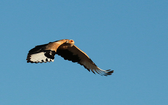 Palmnut vulture - Selous