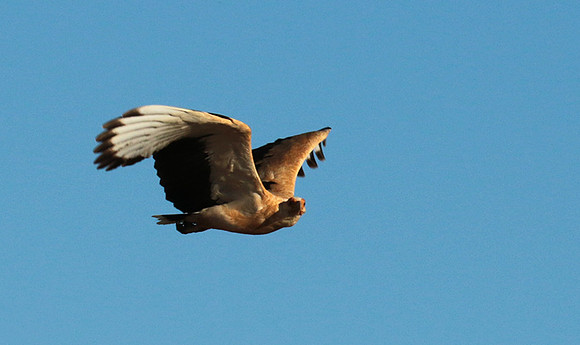 Palmnut vulture - Selous
