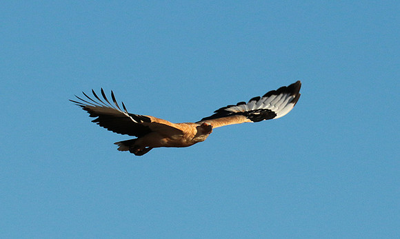 Palmnut vulture - Selous