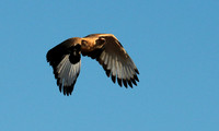 Palmnut vulture - Selous