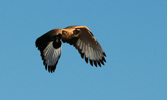 Palmnut vulture - Selous