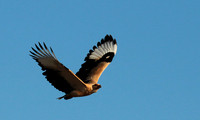 Palmnut vulture - Selous