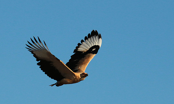 Palmnut vulture - Selous