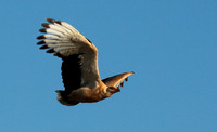 Palmnut vulture - Selous