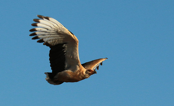 Palmnut vulture - Selous