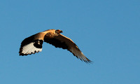 Palmnut vulture - Selous