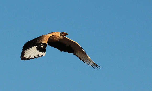 Palmnut vulture - Selous