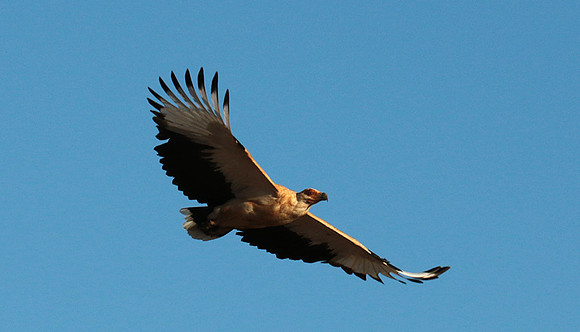 Palmnut vulture - Selous