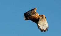 Palmnut vulture - Selous