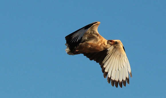 Palmnut vulture - Selous
