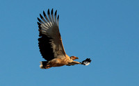 Palmnut vulture - Selous