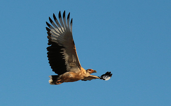 Palmnut vulture - Selous