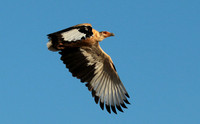 Palmnut vulture - Selous
