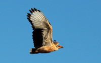 Palmnut vulture - Selous