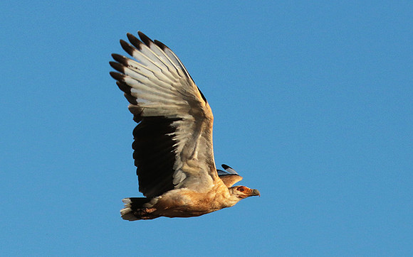 Palmnut vulture - Selous