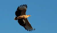 Palmnut vulture - Selous