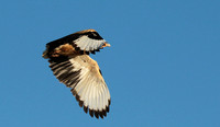Palmnut vulture - Selous