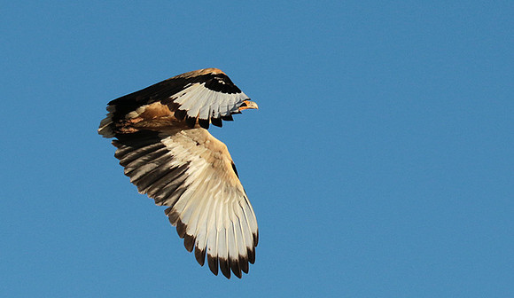 Palmnut vulture - Selous