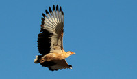 Palmnut vulture - Selous