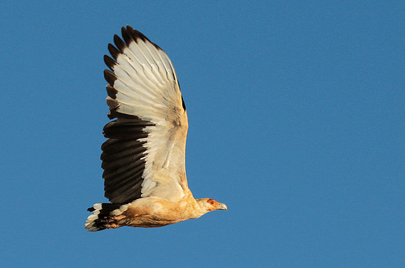 Palmnut vulture - Selous