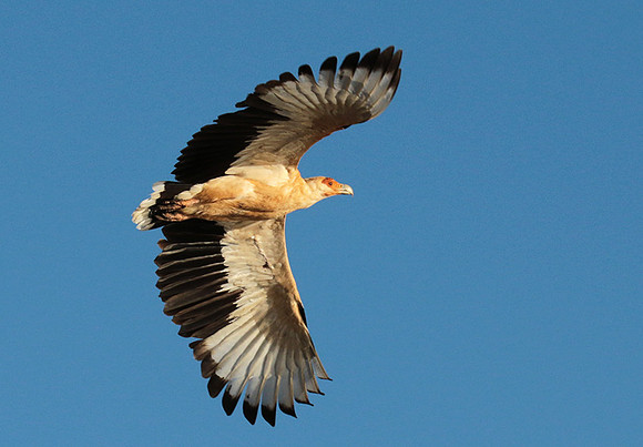Palmnut vulture - Selous