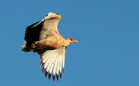 Palmnut vulture - Selous