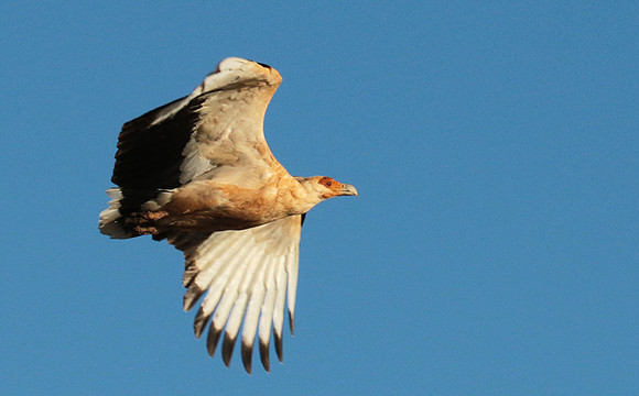 Palmnut vulture - Selous
