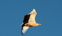 Palmnut vulture - Selous