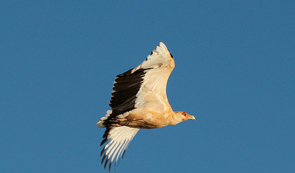 Palmnut vulture - Selous