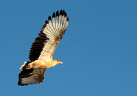 Palmnut vulture - Selous