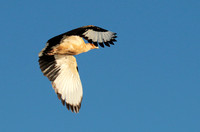 Palmnut vulture - Selous