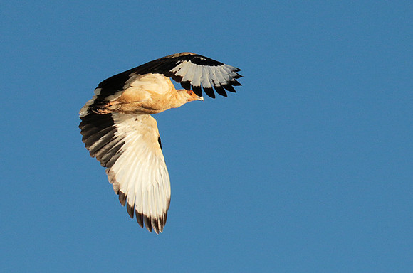 Palmnut vulture - Selous