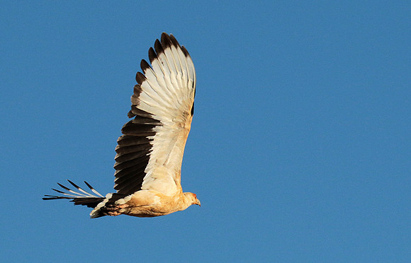Palmnut vulture - Selous