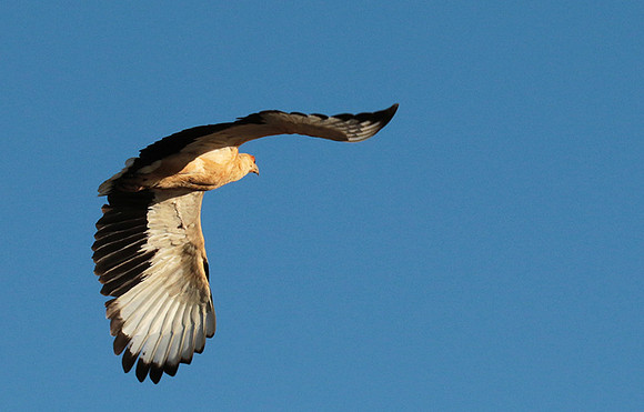 Palmnut vulture - Selous