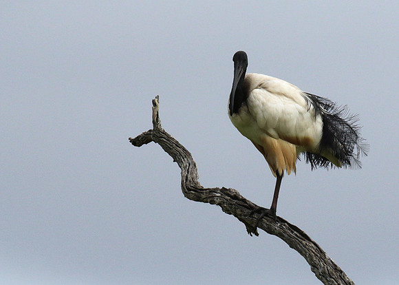 Sacred ibis - Selous