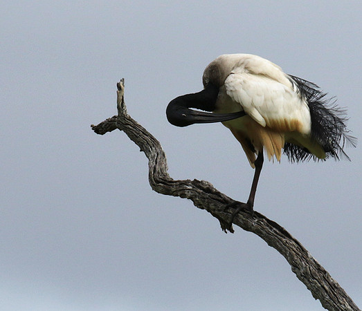 Sacred ibis - Selous