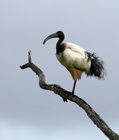 Sacred ibis - Selous