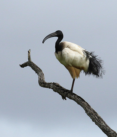 Sacred ibis - Selous