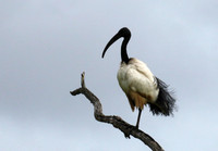 Sacred ibis - Selous
