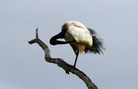Sacred ibis - Selous