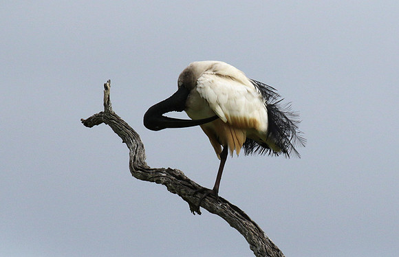 Sacred ibis - Selous
